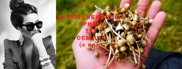 ГАЛЛЮЦИНОГЕННЫЕ ГРИБЫ Аркадак